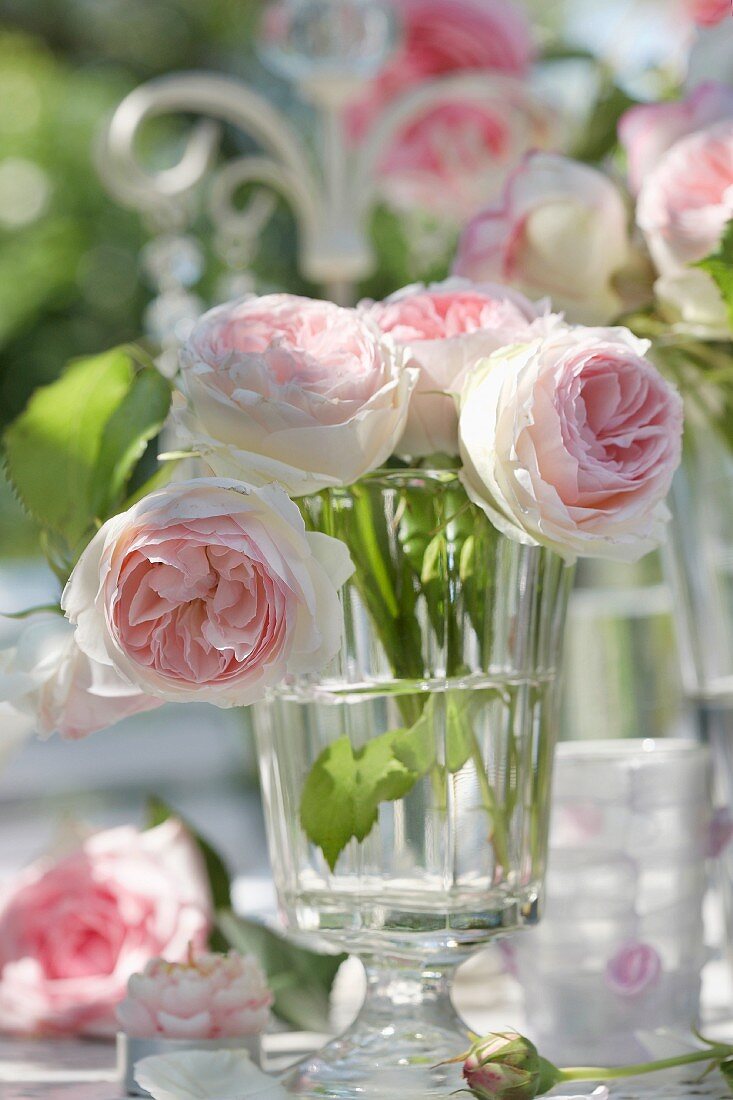 Pink roses in drinking glass