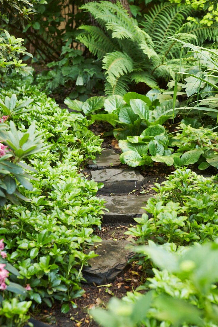Natursteinplattenweg im Garten mit Farn und verschiedenen Grünpflanzen