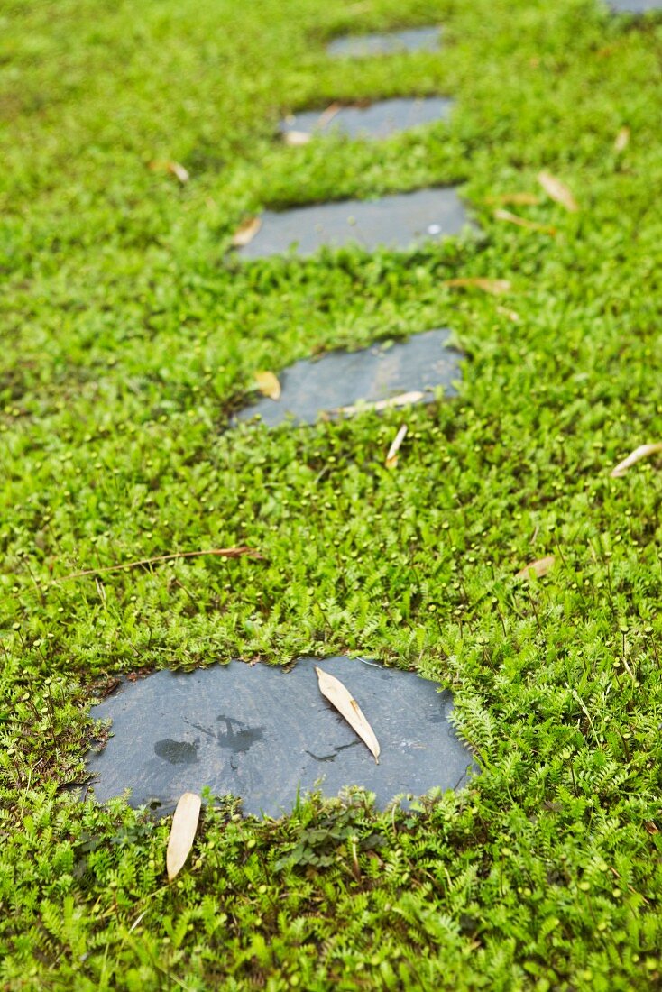 Stepping stones amongst moss