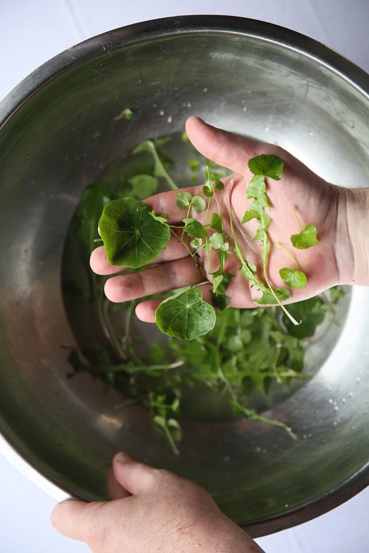 Hands holding fresh herbs (rocket, watercress) over a bowl of water