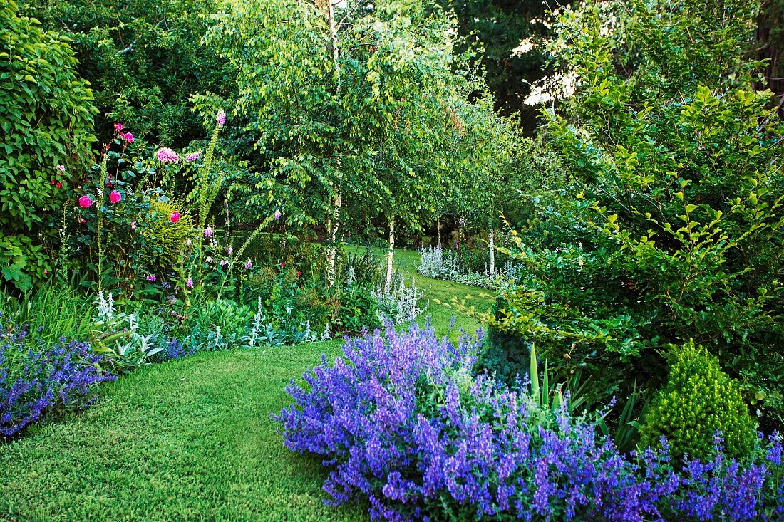 Lawn path through purple flower beds in the summer garden