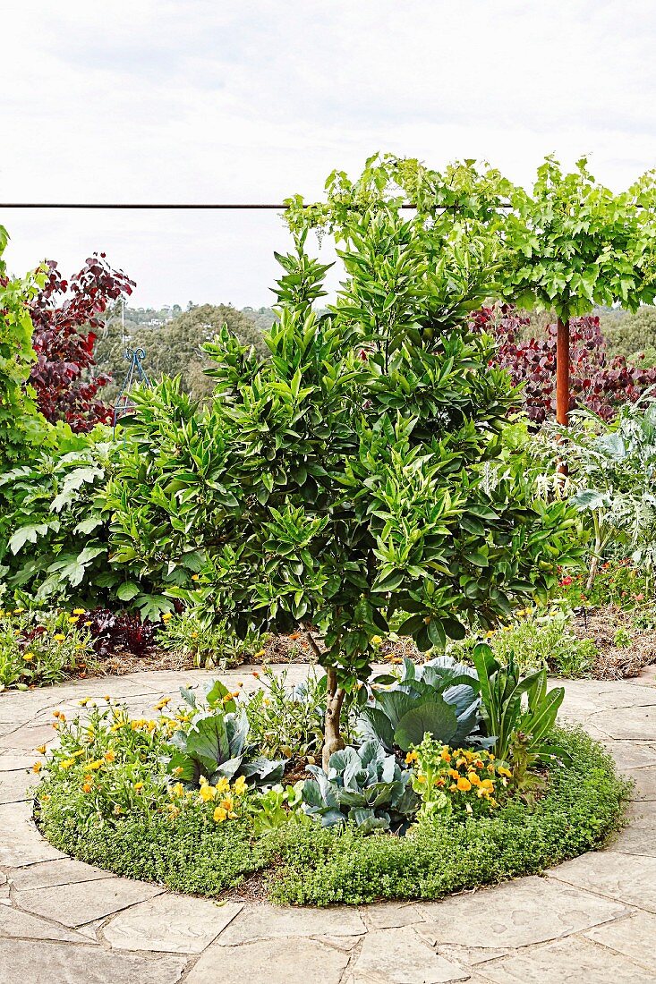 Gepflasterter Platz im Garten mit Orangenbaum in rundem Kräuterbeet mit Gemüsepflanzen