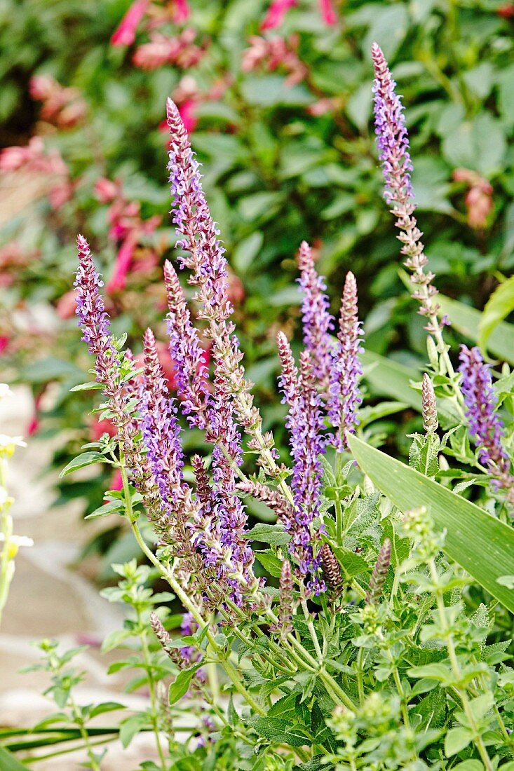 Blühender Salbei im Garten