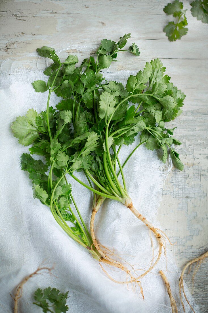Coriander with roots on a linen cloth on a vintage wooden surface