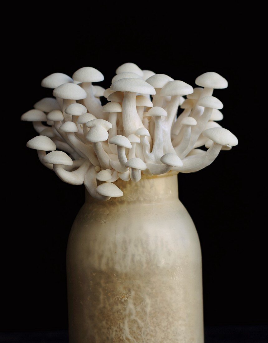 Shimeji mushrooms in a vase against a black background