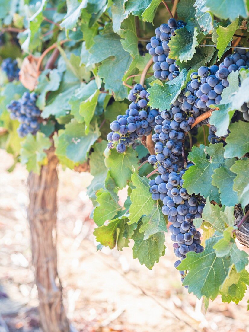 Red wine grapes on a vine at a vineyard in Stellenbosch, South Africa