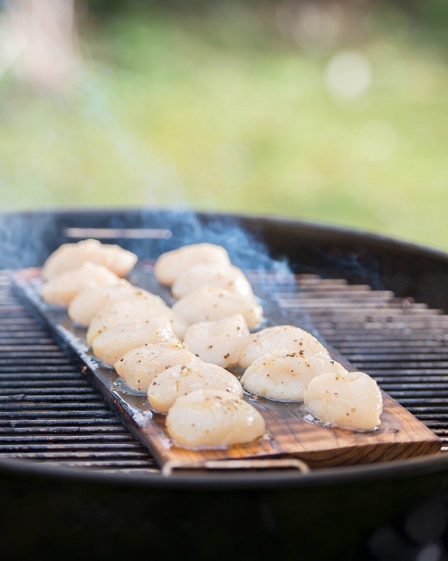 Scallops being grilled on a cedar wood plank