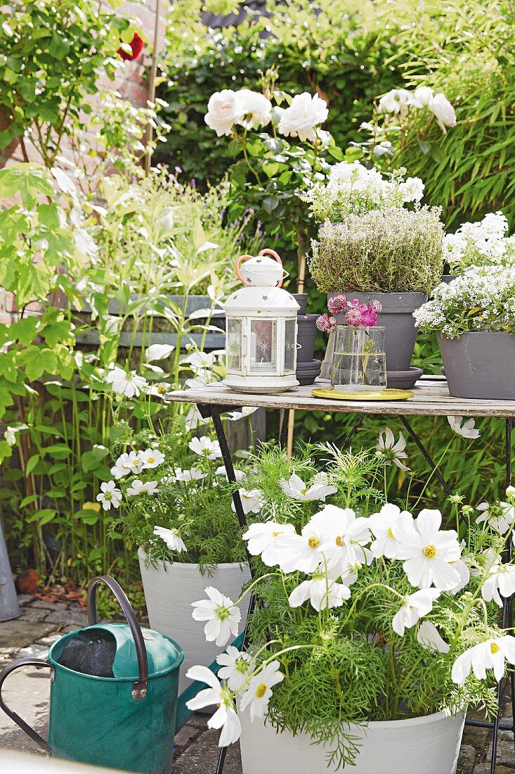 weiße Cosmea und Kräuter auf Gartentisch