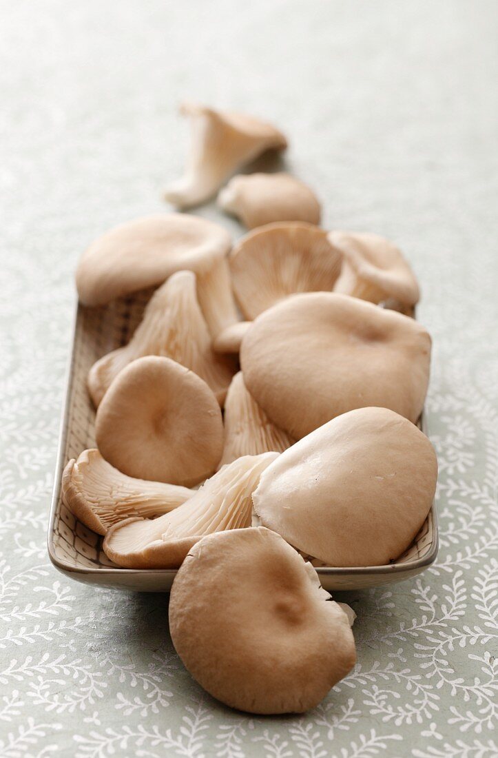 A dish of fresh oyster mushrooms