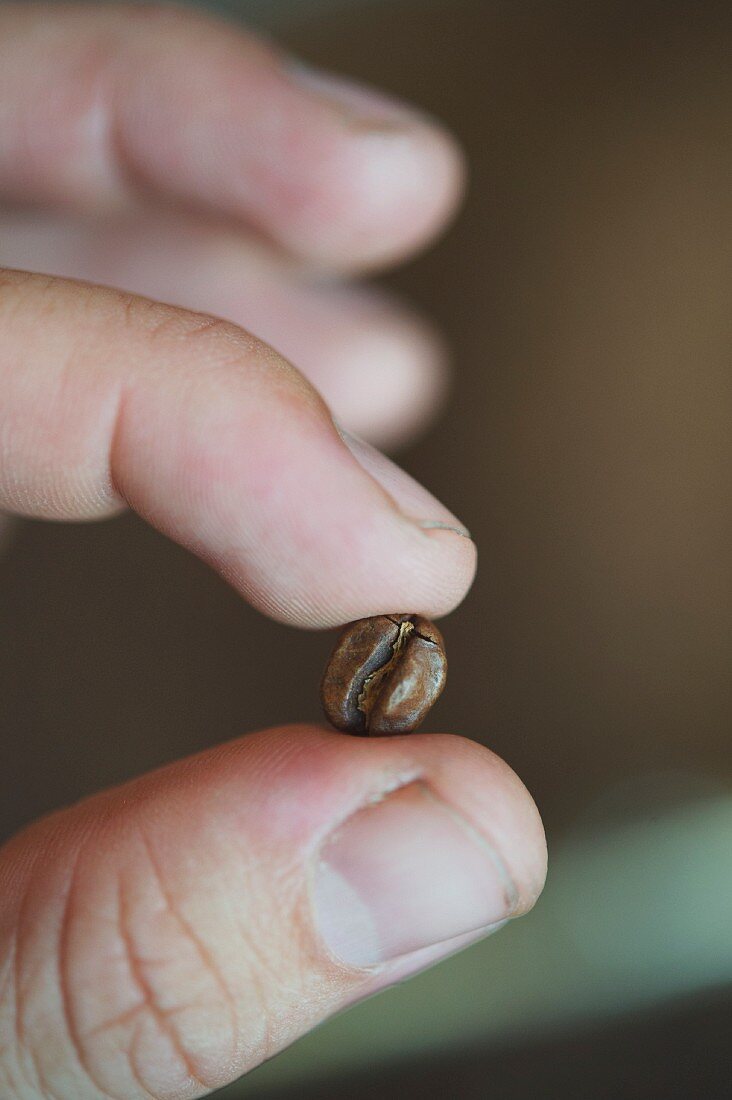 Kaffeebohne zwischen zwei Fingern