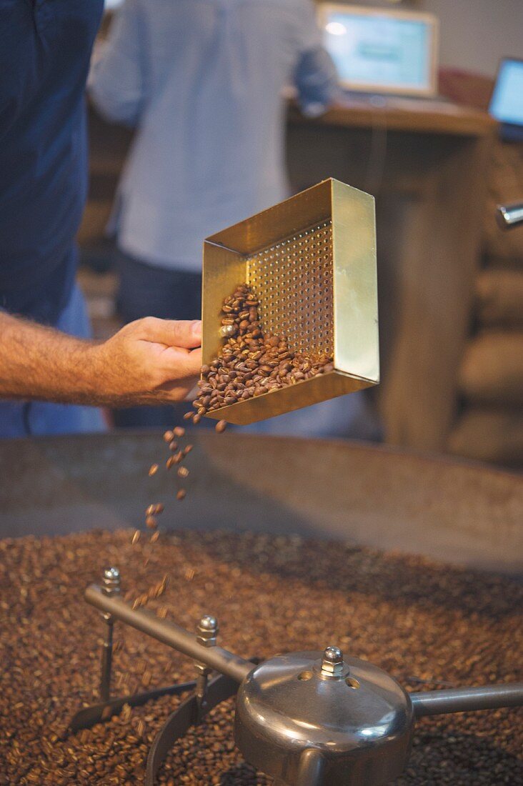 Coffee beans being checked in a roasting drum, the roasting house and cafe 'The Barn' in Berlin