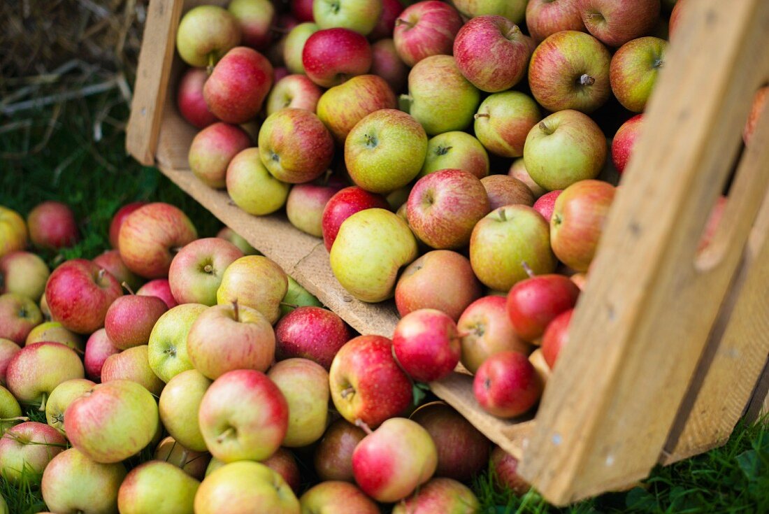 Freshly harvested apples falling out of a wooden crate