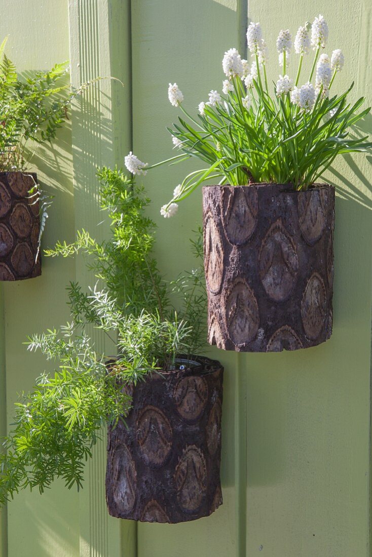 Grape hyacinths and asparagus fern in planters hung on green board wall