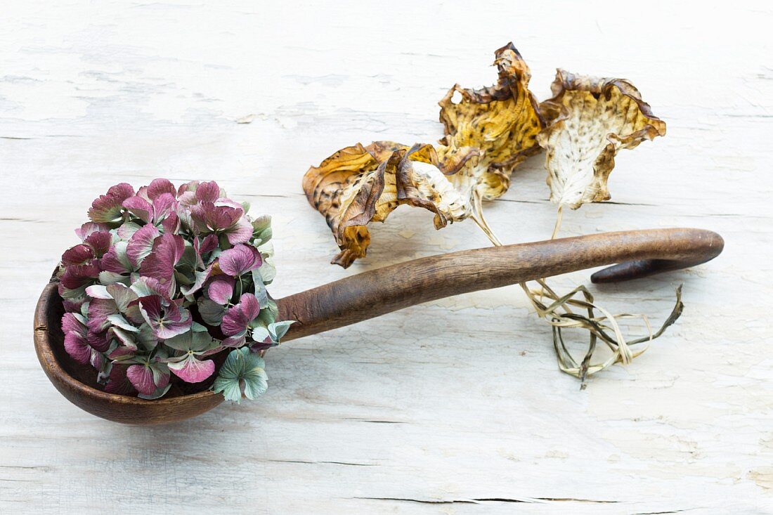 Dried hydrangea flower in old wooden ladle and dried hosta leaves