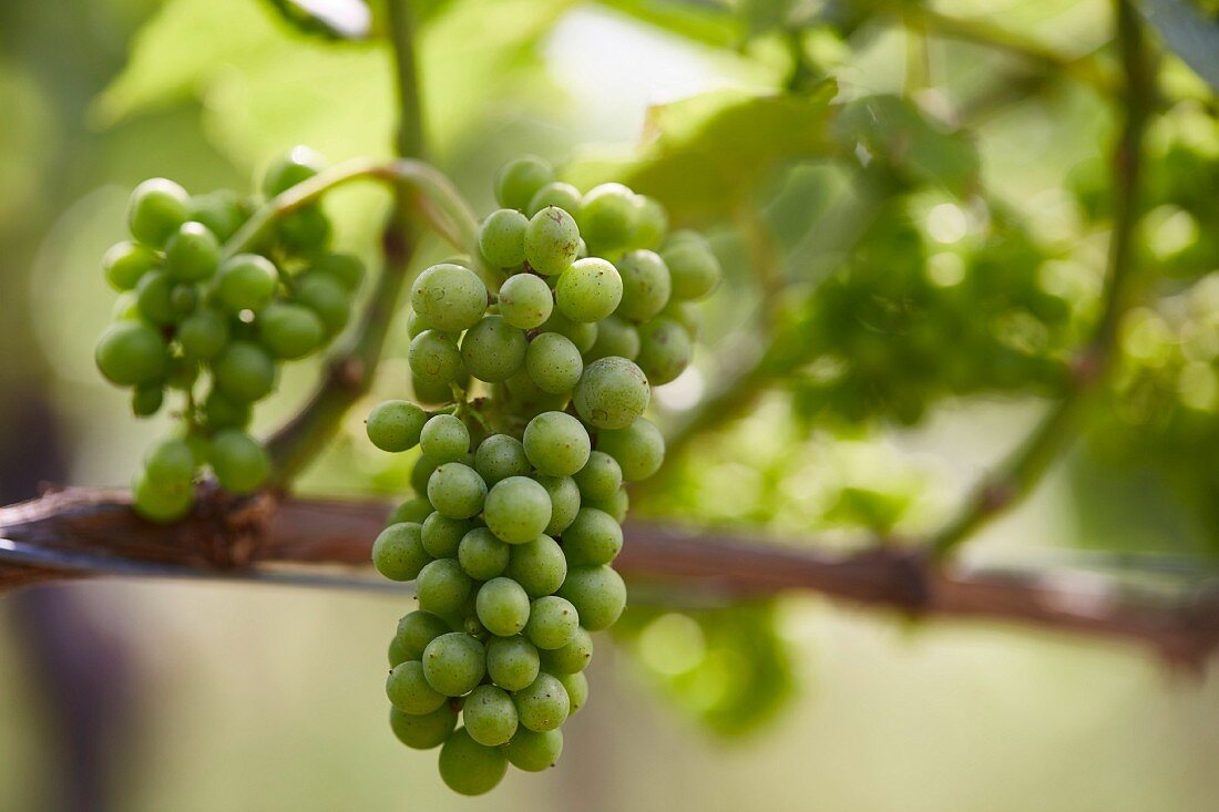 Grapes on a vine (close-up)