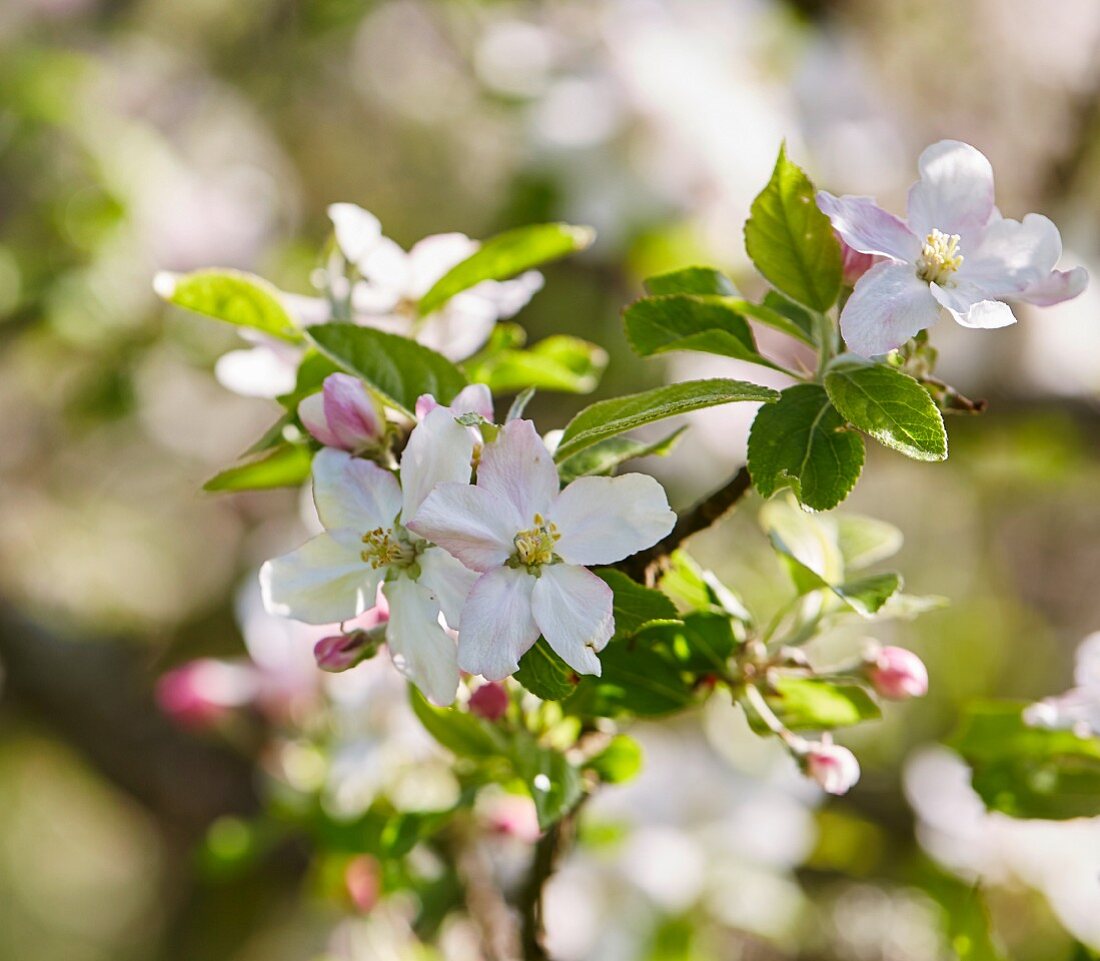 Blossom on fruit tree