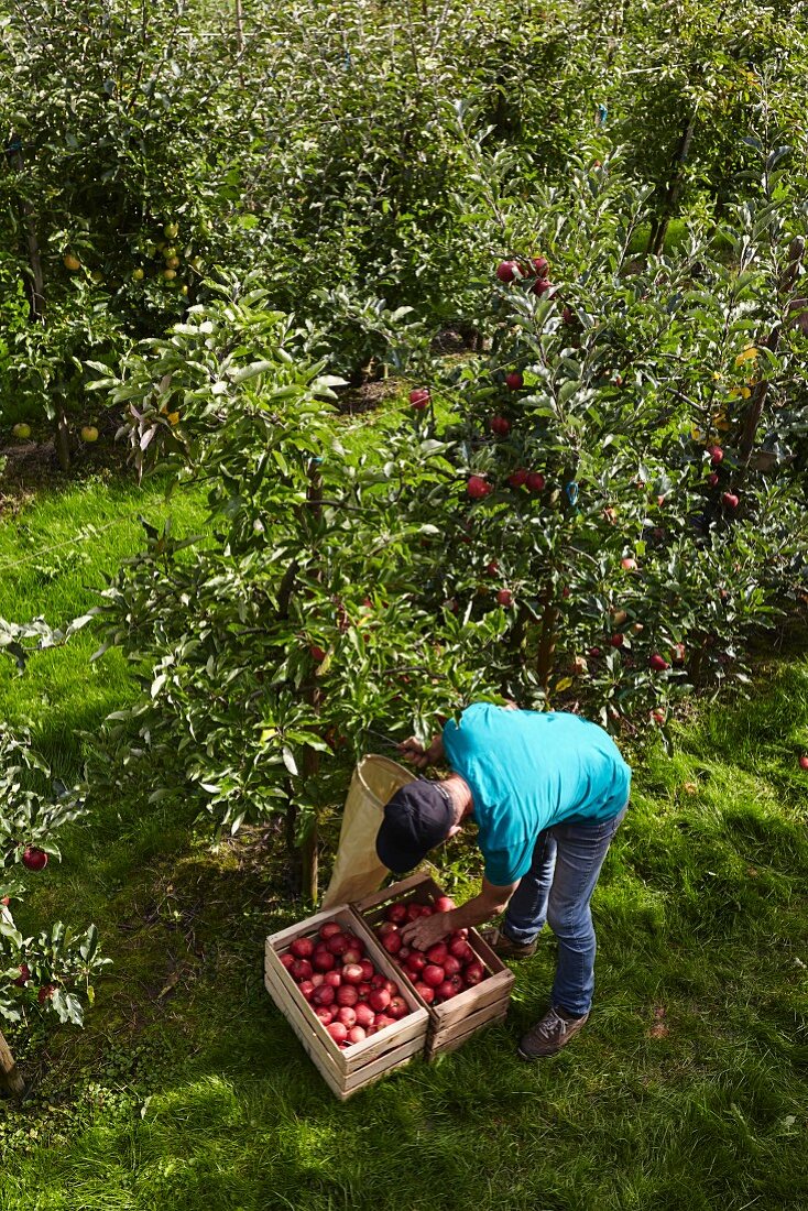 A farmer harvesting apples