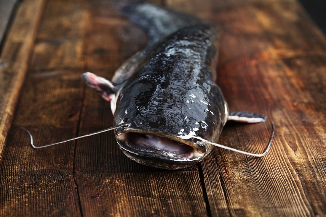 A freshly caught catfish on a wooden board
