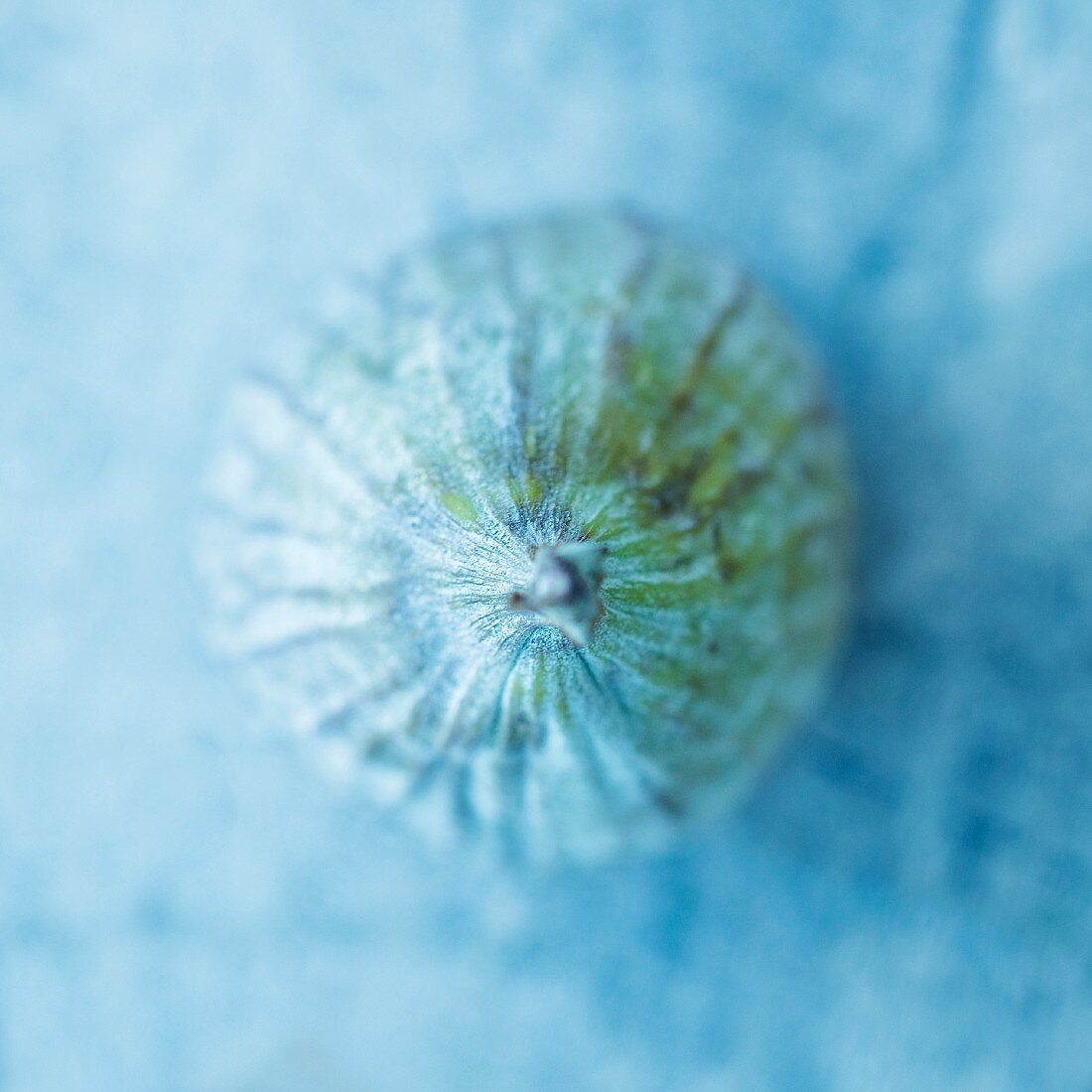 A fig on light blue wood (seen from above)