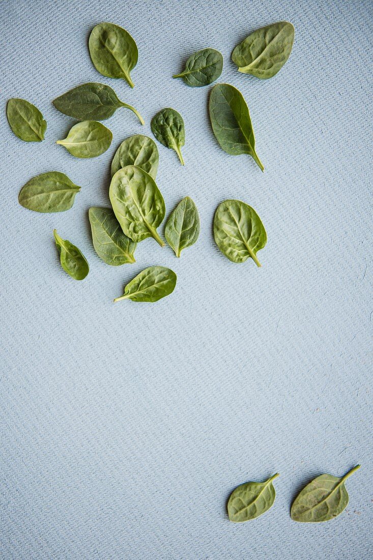 Einige frische Spinatblätter (Draufsicht)