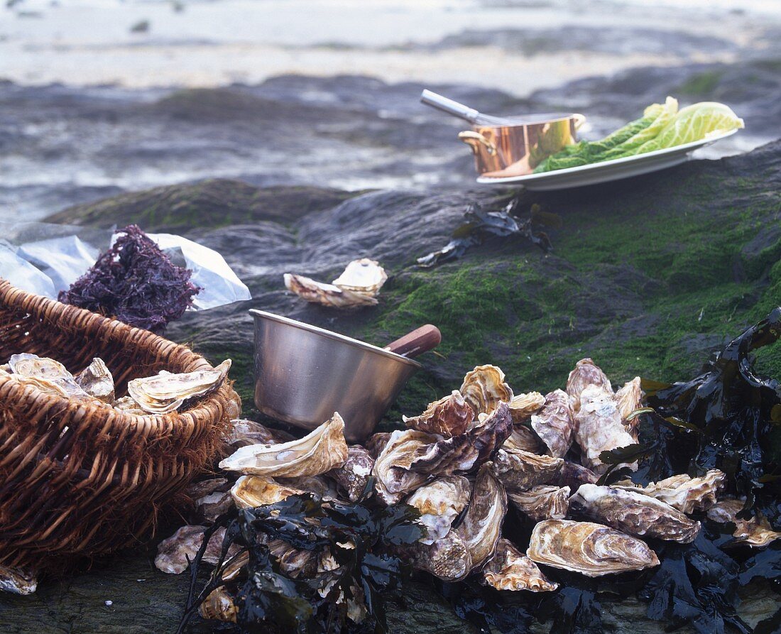 An arrangement of fresh oysters on rocks