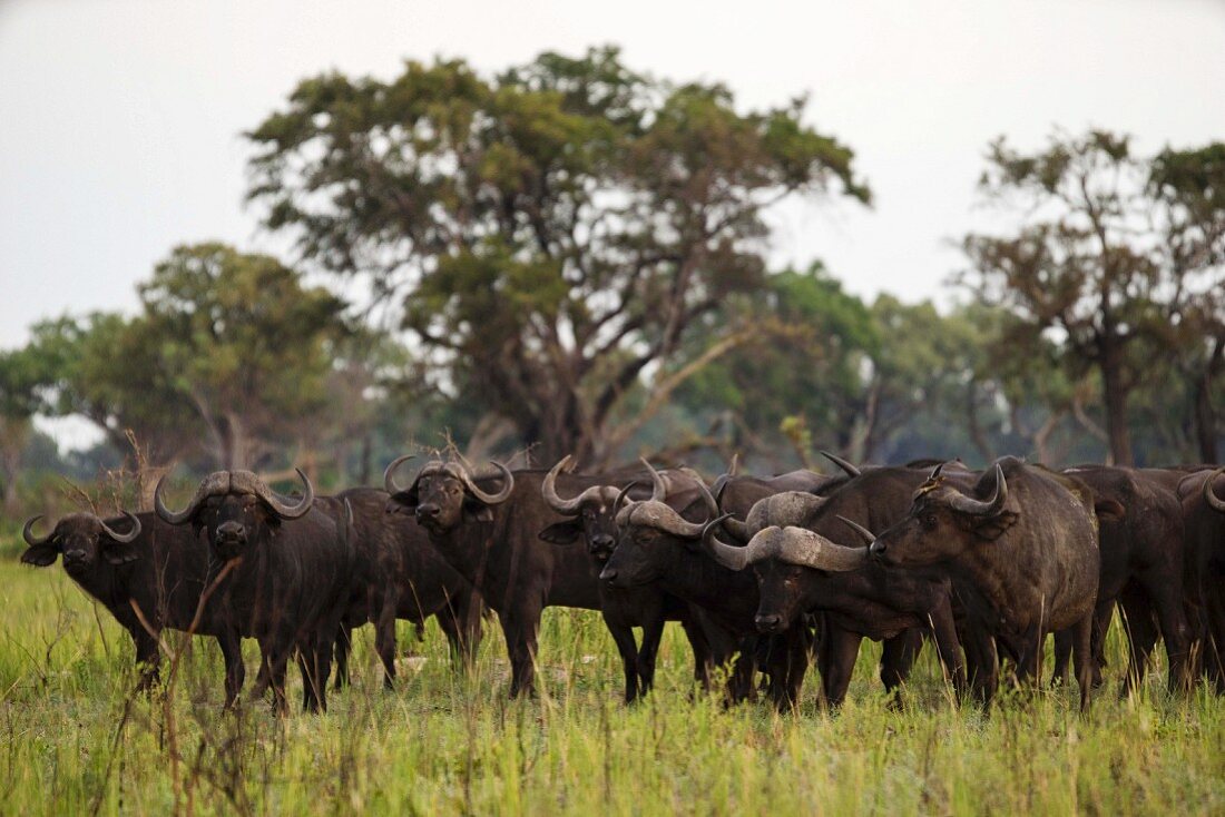 A herd of water buffalo in the wild, Okavango Delta, Botswana