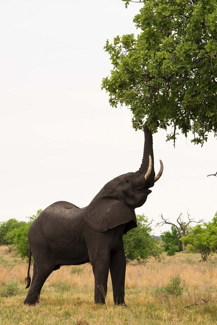 An elephant eating leaves off a tree, Okavango Delta, Botswana