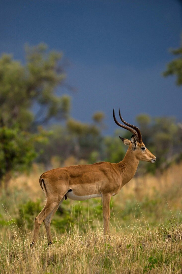 Antilope in freier Wildbahn, Okavango Delta, Botswana