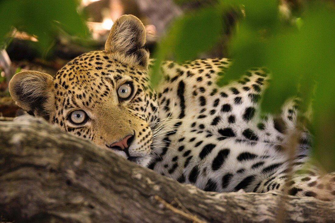 Leopard in freier Wildbahn, Okavango Delta, Botswana