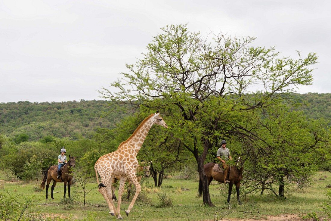 A giraffe and safari guests on horses, Vaalwater, South Africa