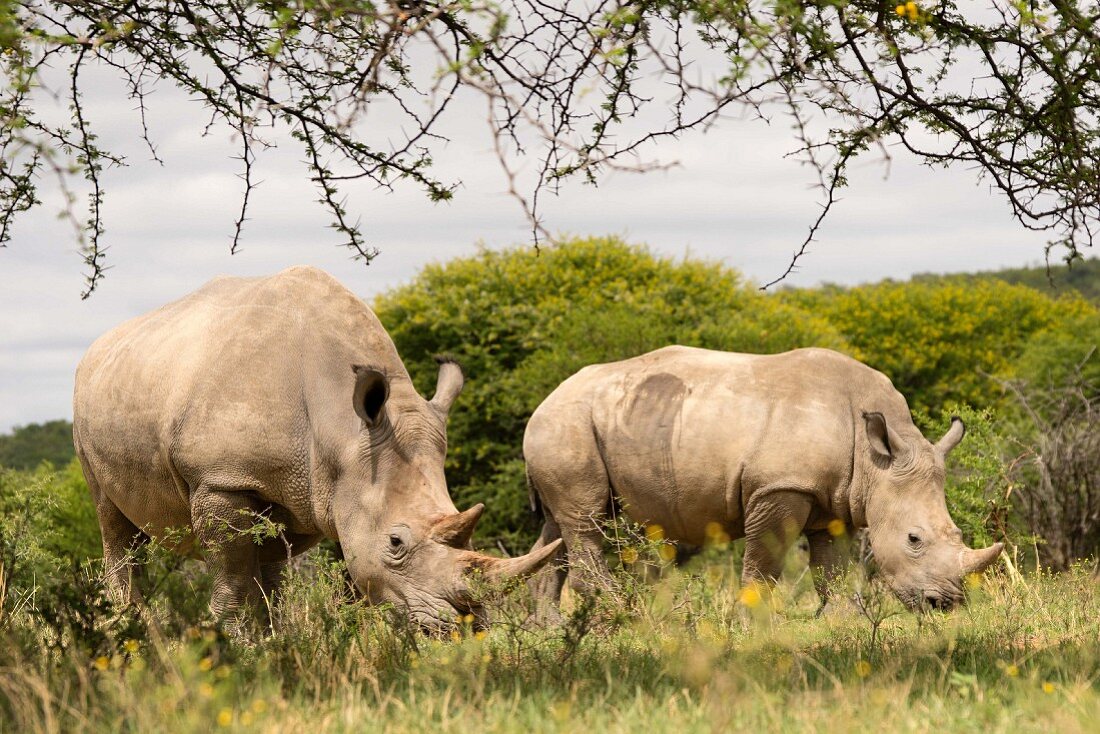 Two rhinos in the wild, Vaalwater, South Africa