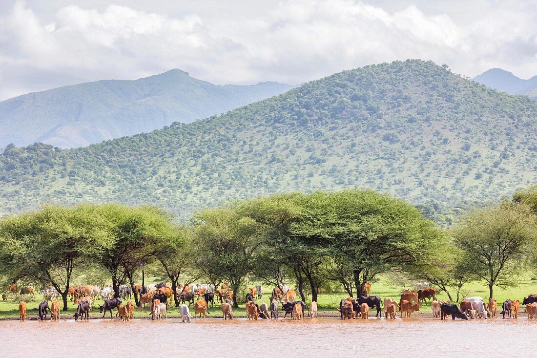 Rinderherde der Massai in der Serengeti, Tansania, Afrika