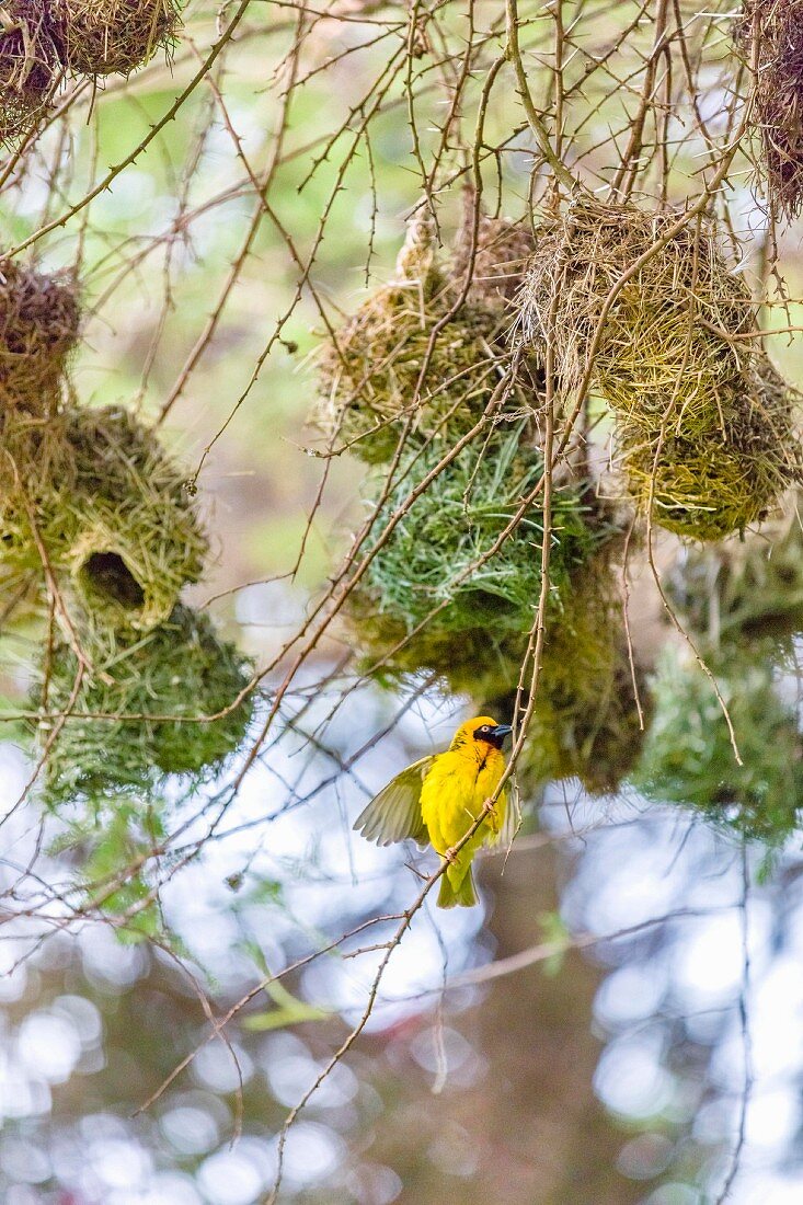 A weaver bird building a net in the Serengeti, Tanzania, Africa