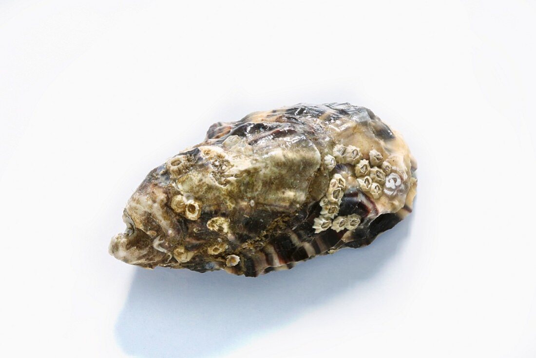A closed oyster branded with the 'G' for the breeder Gillardeau