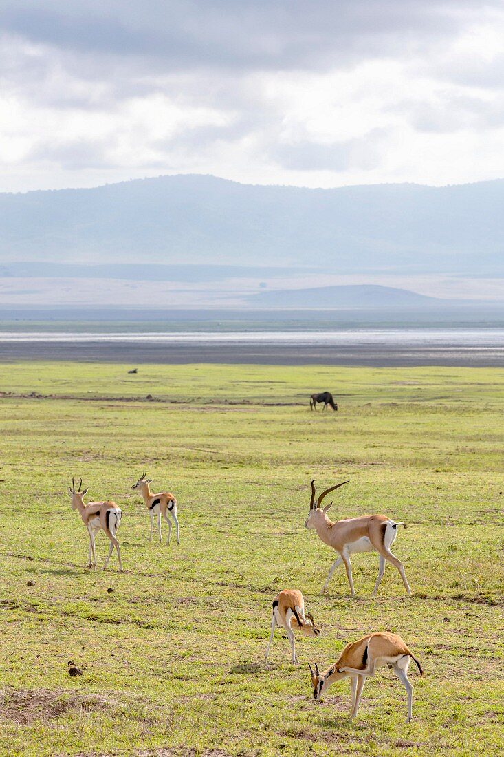 Gazelles in the Ngorongoro crater in the Serengeti, Tanzania, Africa