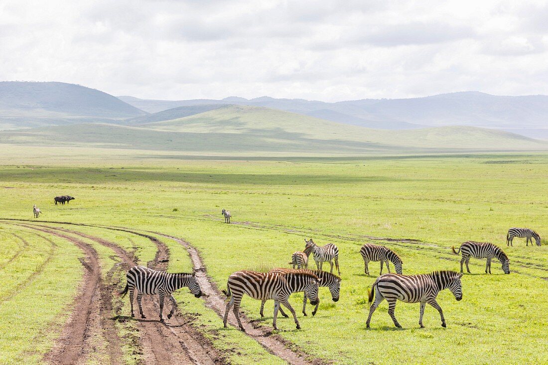 Zebras im Ngorongoro-Krater in der Serengeti, Tansania, Afrika