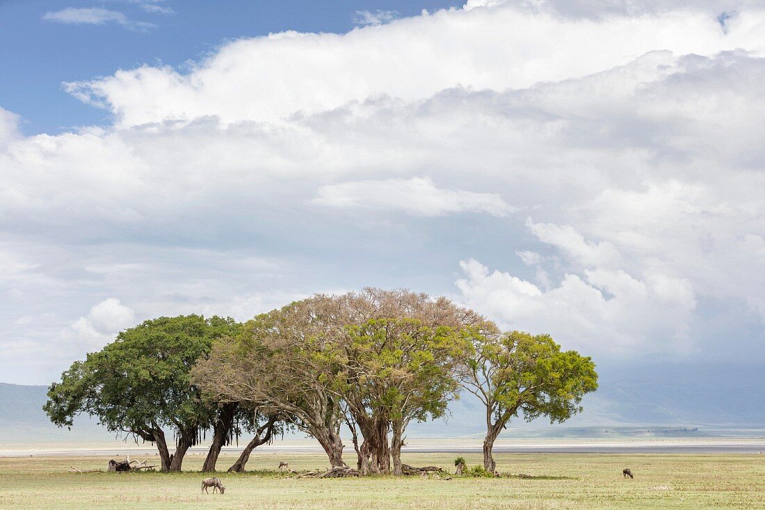 Trees in the Ngorongoro crater in the Serengeti, Tanzania, Africa