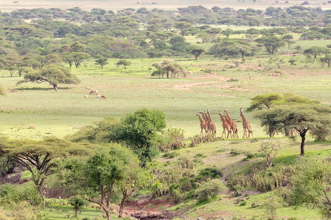 Giraffen im Ngorongoro-Krater in der Serengeti, Tansania, Afrika