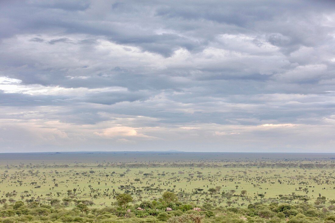 Ngorongoro Wildlife Reserve, Serengeti, Tanzania, Africa