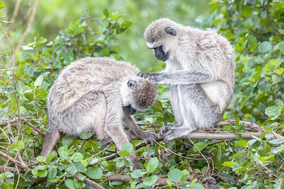 Two Hanuman langurs at the Serengeti Wildlife Reserve, Tanzania, Africa