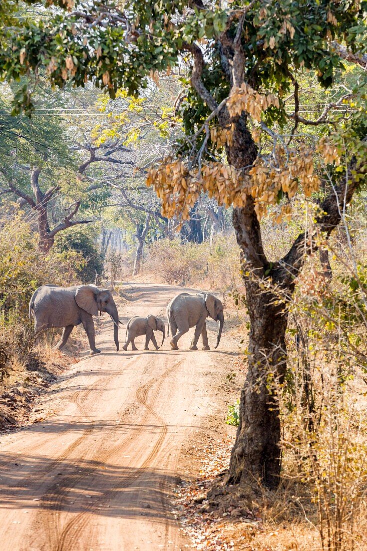 Elefanten überqueren Strasse, Sambia, Afrika