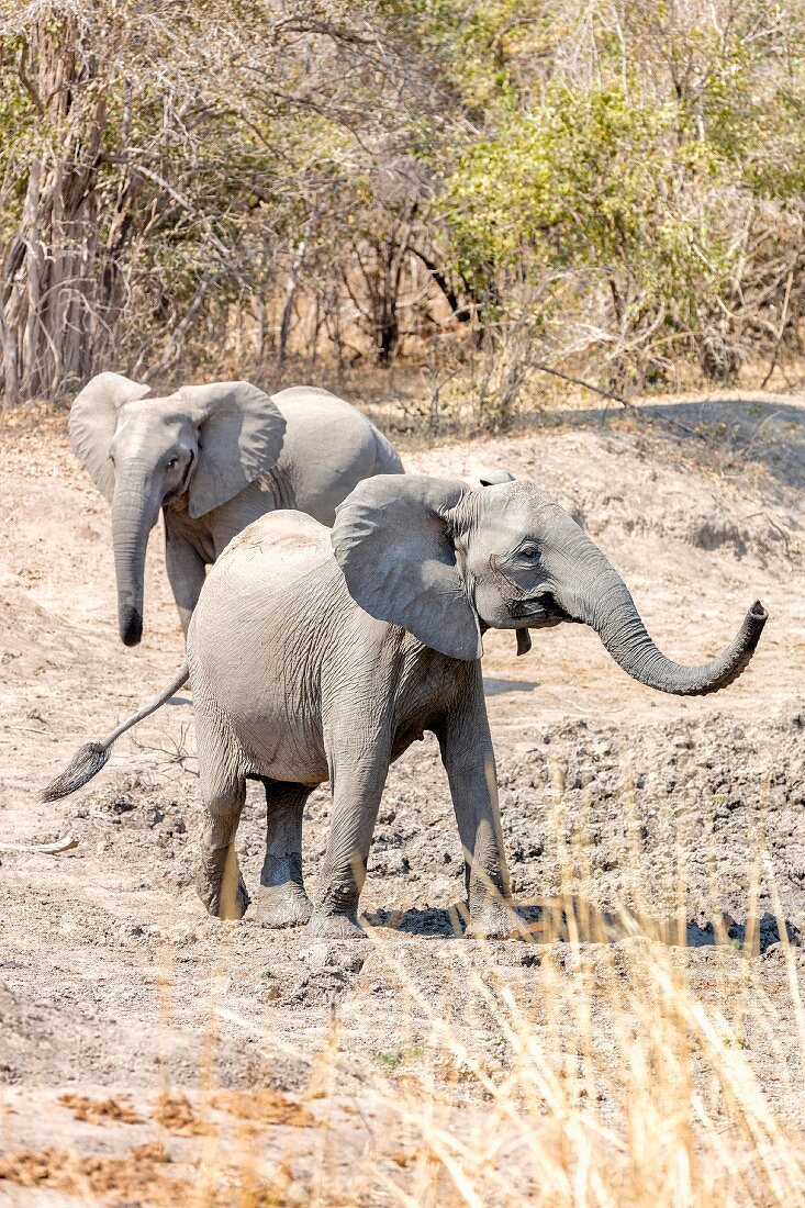 Elephants in the wild, Zambia, Africa