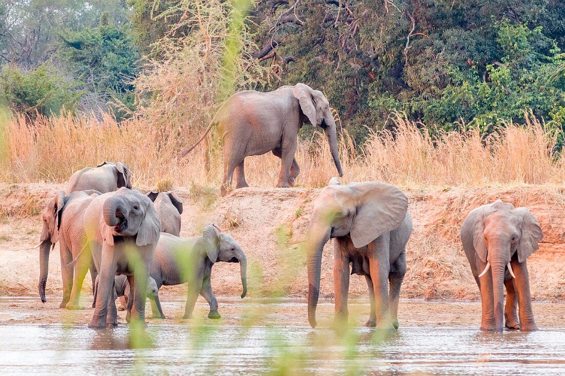 Elephants at a watering hole, Zambia, Africa