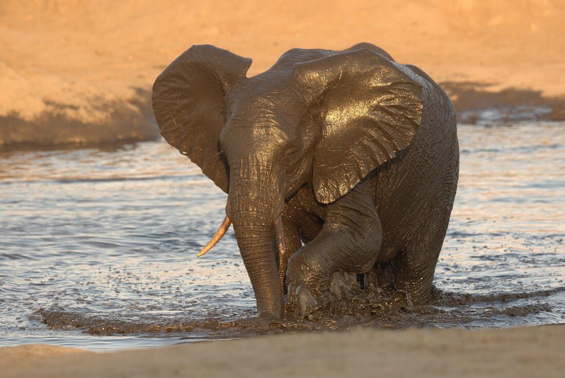 An elephant at a watering hole, Africa