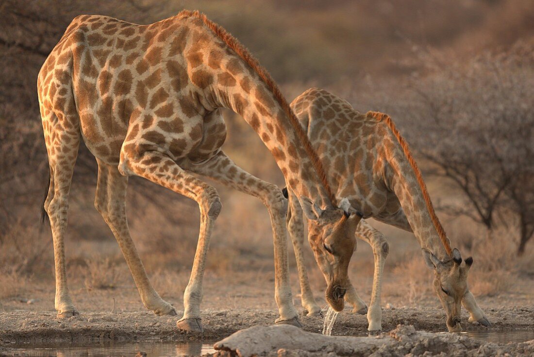 Giraffen trinken an der Wasserstelle, Afrika