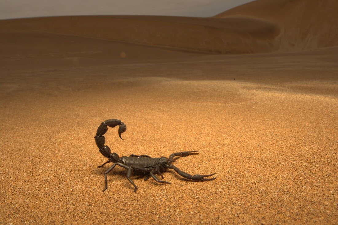 A black scorpion in the desert sand, Africa