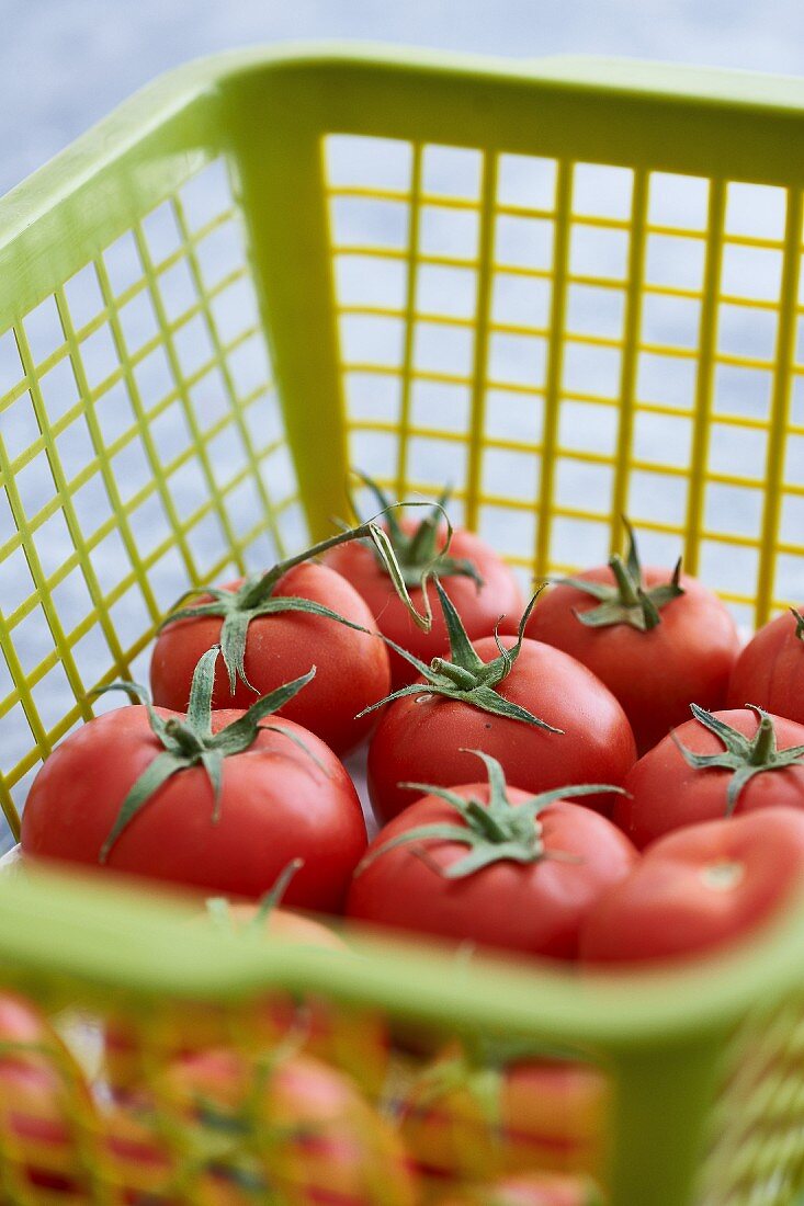 Fresh tomatoes in a plastic basket