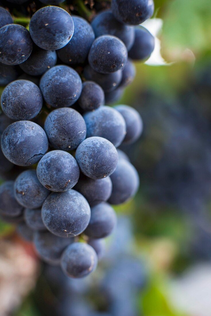 Black grapes on the vine