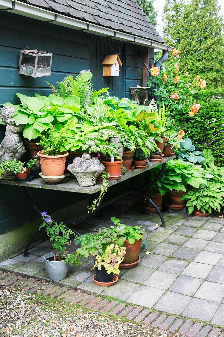 Potted plants on table outside traditional garden shed