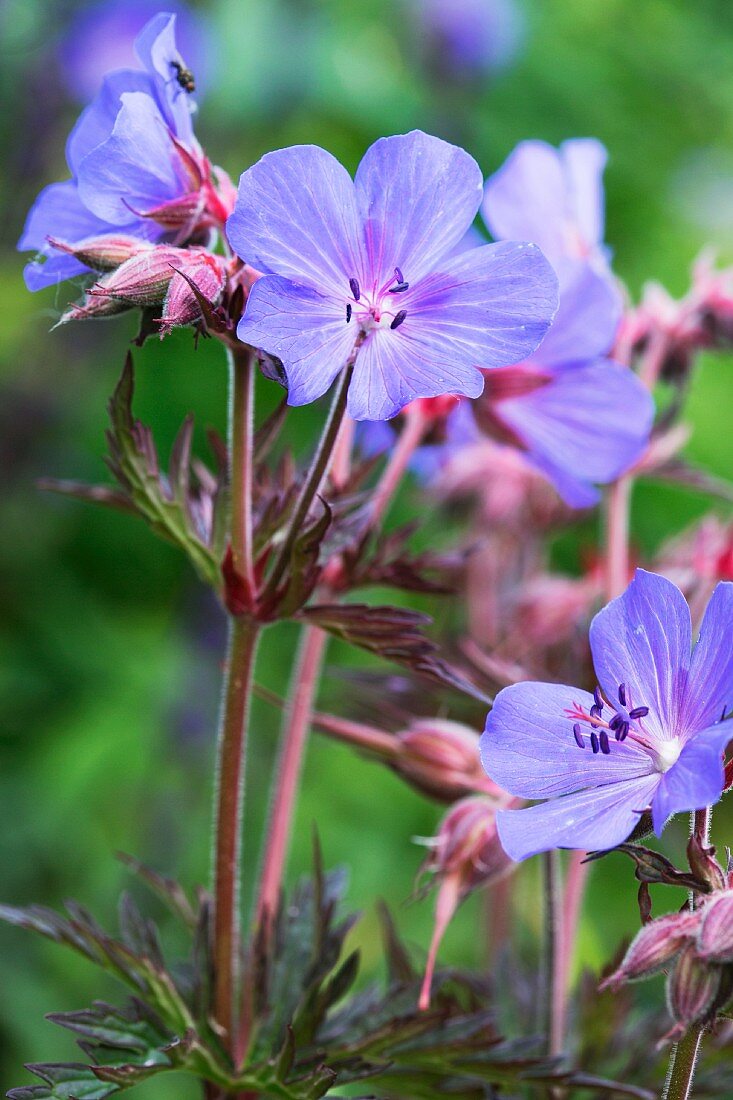 Purple-flowering cranesbill (Geranium pratense 'Dark Reiter')